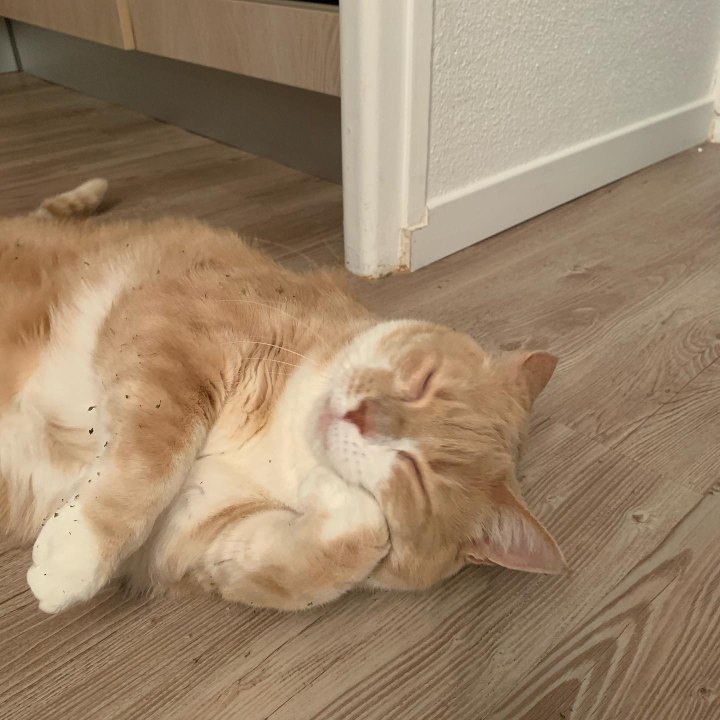 Michi, an orange cat, asleep on the floor